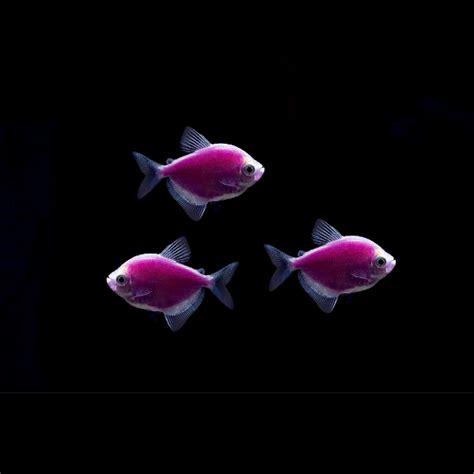 GloFish® Tetras - GloFish®