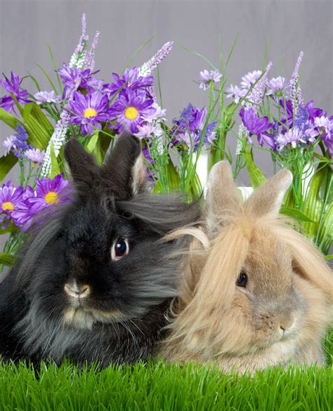 Rabbit Colors - The Range Of Bunny Colors And Have They Are Formed