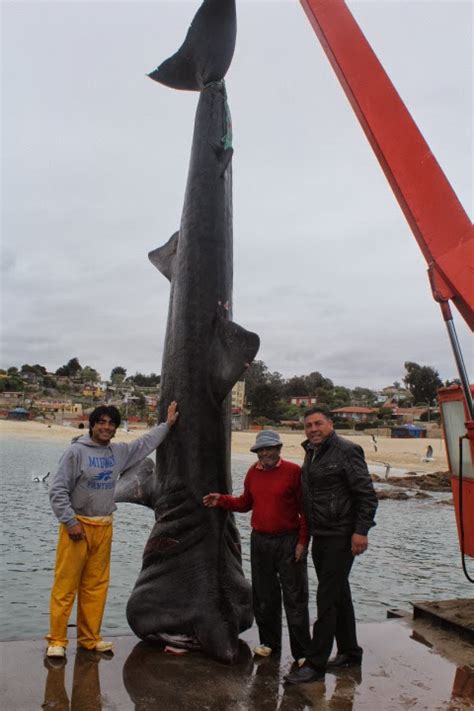 aquialgarrobo: Tiburón Peregrino