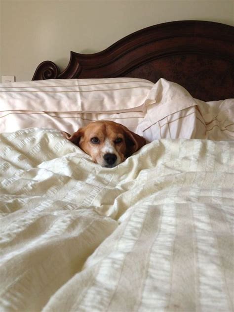 22 Tired Dogs That Are In Your Bed And Hogging All The Sheets | CutesyPooh | Beagle, Cute ...