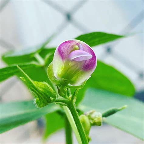 Bean flower : gardening