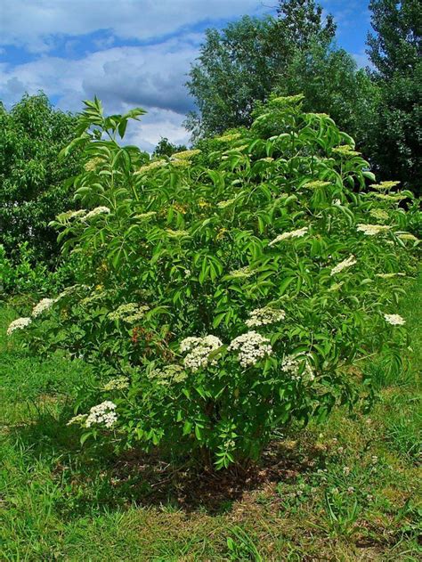 Sambucus canadensis | Plants, Shrubs, Native plants