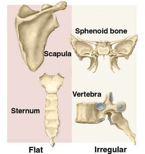 Flat Bone Examples - EmmanueljoysPham