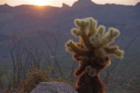 Tucson Cactus Arizona - Free photo on Pixabay - Pixabay