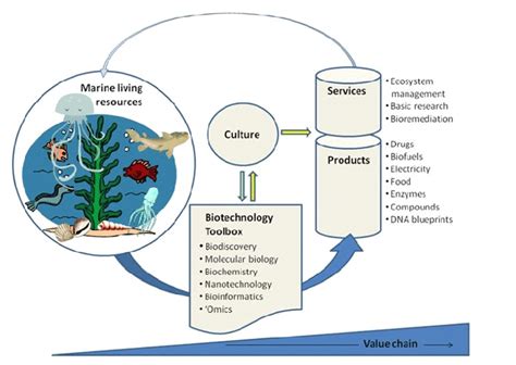 Products and Services developed from Marine Biotechnology | Download ...