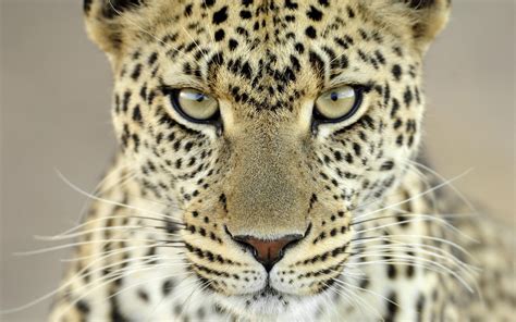 leopard, Animals, Closeup Wallpapers HD / Desktop and Mobile Backgrounds