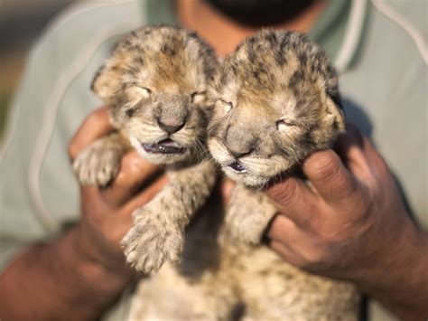 Sad news: Gaza Strip zoo's newborn lion cubs have died