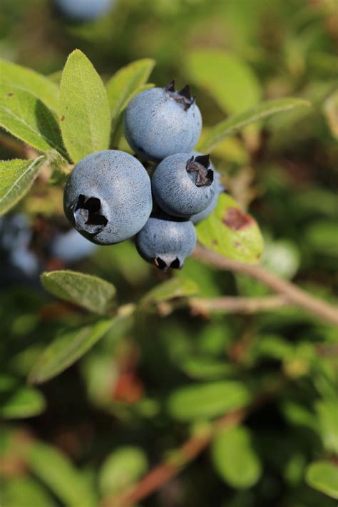 Wild Blueberry Bush Free Stock Photo - Public Domain Pictures