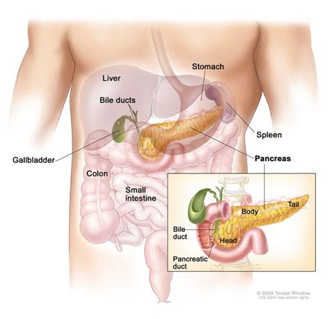 Internal Organs Diagram Left Side