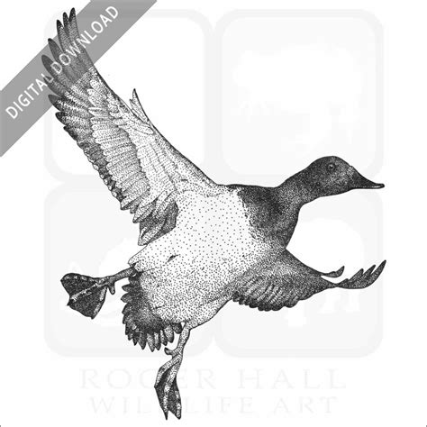 Stock Art Drawing of a Canvasback Duck - inkart