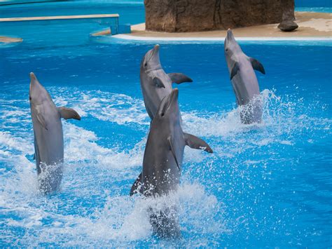 Dolphins | Dolphins performing in the show at Palmitos Park … | Flickr