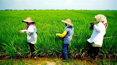 Sekinchan Paddy Field - Tourism Selangor