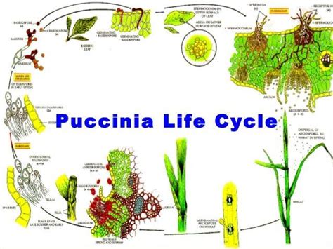 Describe the Life Cycle of Wheat Rust