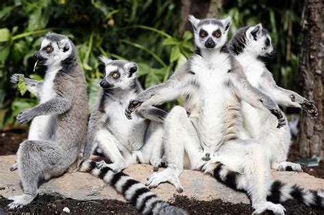 Ring Tailed Lemur – Facts, Habitat, Diet, Pictures