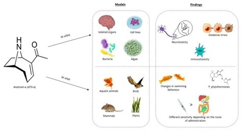 Toxins | Free Full-Text | Toxic Effects Produced by Anatoxin-a under Laboratory Conditions: A Review