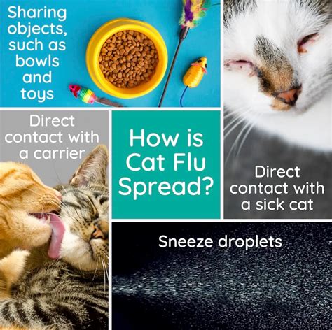 A Vet's Guide to Cat Flu | Treatment, Recovery + Much More