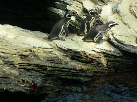 penguins from Lisbon Oceanarium | Irina Travels