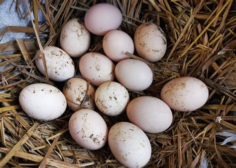 Raising Ducks For Eggs (And 7 Best Laying Duck Breeds)