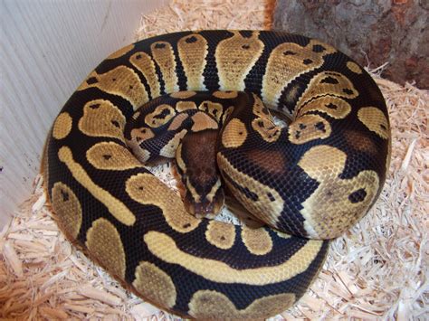 Ball Python Facts and Pictures