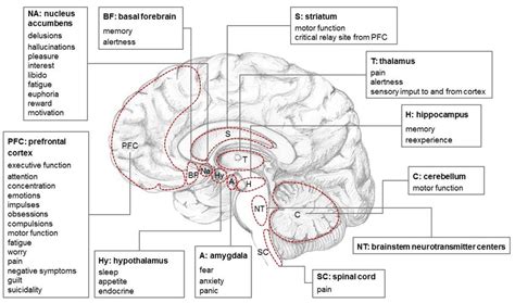 Functions Of The Brain Regions