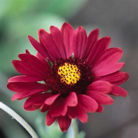 Gaillardia x grandiflora Burgundy ('Burgunder') from NVK Nurseries