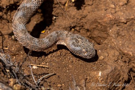 Tiger rattlesnake, the third most dangerous venom in the western ...