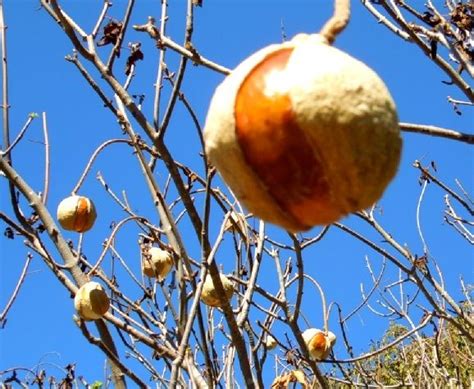 BUCKEYE | Seed pods, Buckeye, Seeds