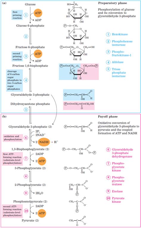 Glycolysis: All Steps Explained with Diagrams, Enzymes, Products and ...