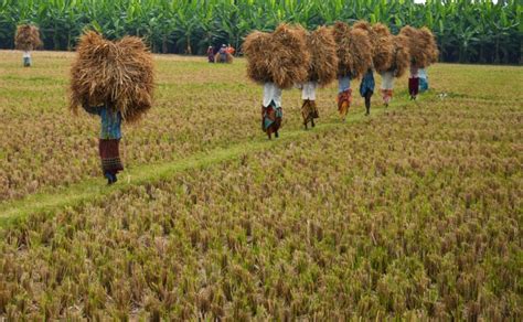 Harvesting for Yala season commences