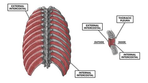 CrossFit | Thoracic Muscles, Part 1