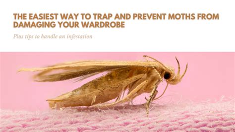 Preventing Moth Infestations: How to Keep Your Home Moth-Free