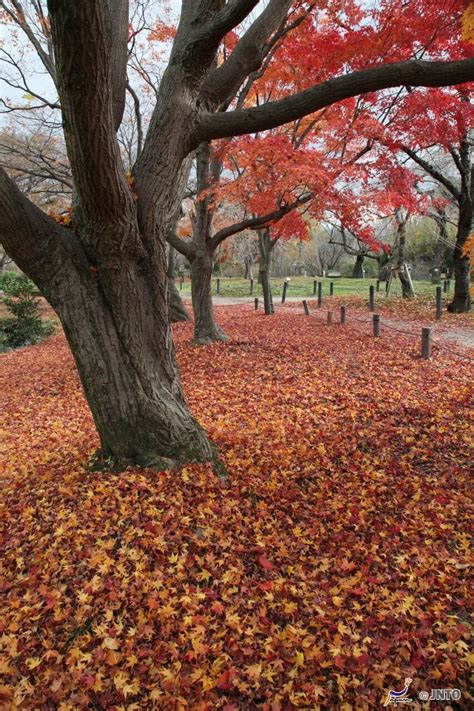 Ultimate Map of Fall Foliage Destinations in Japan : Kyoto (7) - WAttention.com