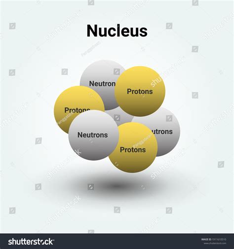 Nucleus Atom Showing Protons Neutrons Vector Stock Vector (Royalty Free ...