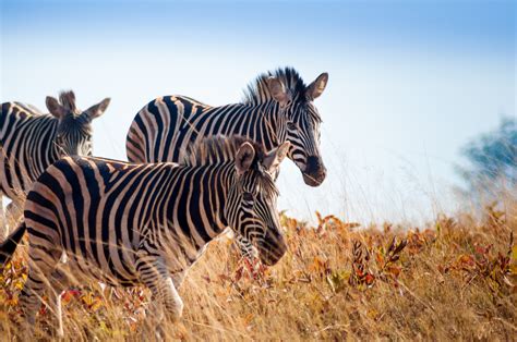 Mlilwane Wildlife Sanctuary, eSwatini (Swaziland): guida ai luoghi da ...