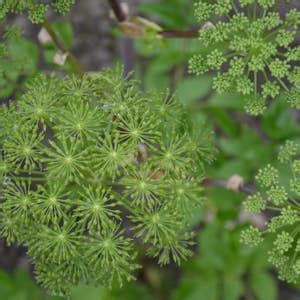 Angelica Seeds angelica Archangelica 30 Seeds in Frozen Seed Capsules™ for Seed Saving or ...