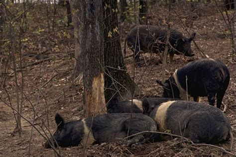 Do We Have Wild hogs in Northeast Florida? - UF/IFAS Extension Nassau ...