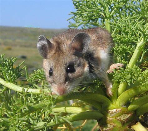 Deer Mouse Monitoring (U.S. National Park Service)