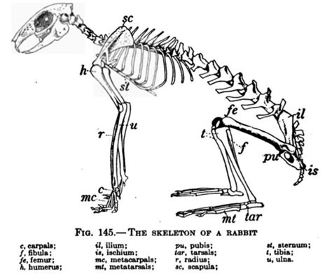 Scientific Illustration