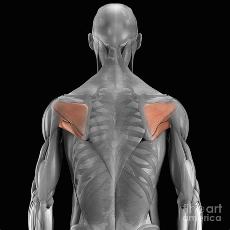 The Muscles Of The Scapula Photograph by Science Picture Co - Fine Art ...