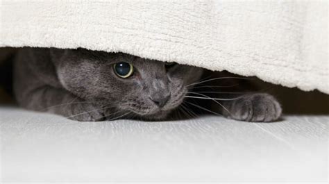 New Cat Hiding Under The Bed – 9 Tips to Stop Your Cat From Hiding