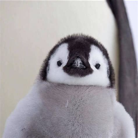 So adorable 🥰🐧😍 • Follow: @penguinlovers_ig for more - • • • #penguins🐧 #penguinsofinstagram # ...