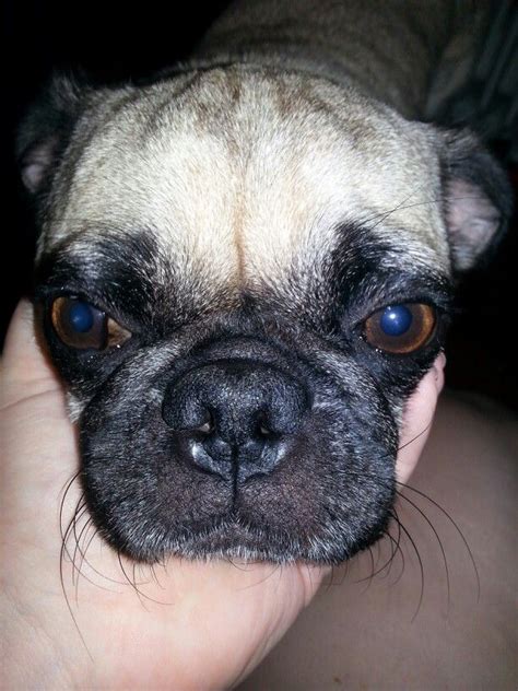 Resting his chin in my hand | Pugs funny, Pugs, French bulldog