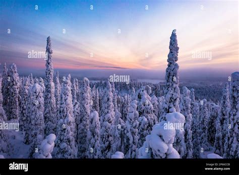 Snowy frozen forest at sunset in the winter scenery of Finnish Lapland, Finland, Europe Stock ...