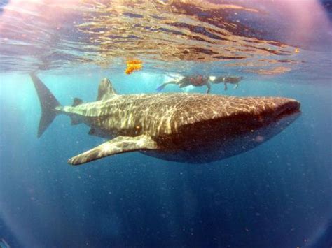 Whale shark - Reviews, Photos - Whale Shark Experience by Cancun Adventures - Tripadvisor