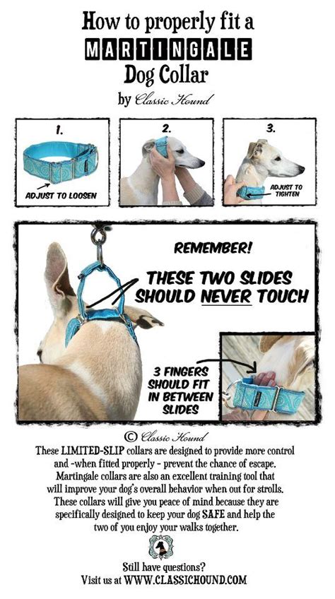 How to properly fit a Martingale Collar | Hundehalsbänder, Hunde sachen ...