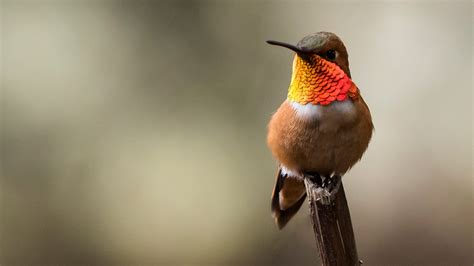 All about Rufous Hummingbirds: Migration and more!