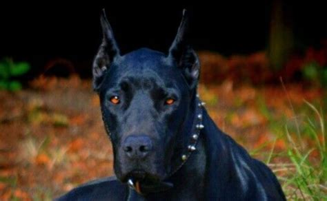 Black Doberman Pinscher Dog Breed Information