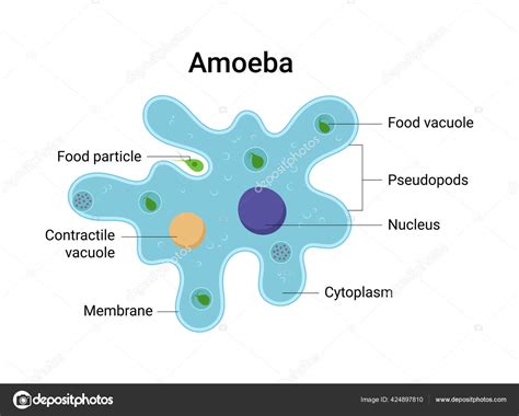 Vector Illustration Amoeba Anatomy Educational Structure Stock Vector ...