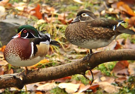 Wood Duck - Facts, Habitat, Diet, Call, Migration and Pictures