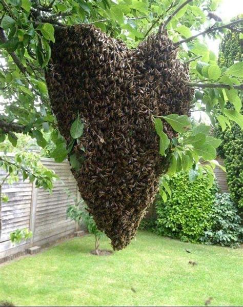 Honey Bee Swarm and Colony Removal – ephemeral